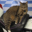 {petName}, a Dark-grey, Black, Grey, Light-grey, White Domestic Shorthair Cat