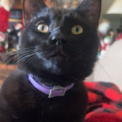 Batman, a Black Breed Unknown Cat