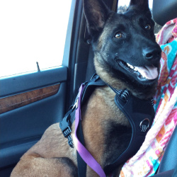 {petName}, a Black, Golden, Tan Belgian Malinois Dog